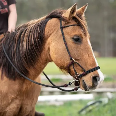 Horse Harness Supplement Horse Necklace Halter Tack 500lb Lead Rope Paracord Horse Halter