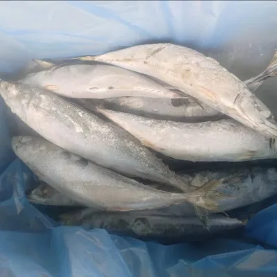 QUICK FROZEN PACIFIC MACKEREL 20-25PCS/10KG CARTON SEAFROZEN IQF PROCESS WHOLE Round Grade a 24 Months Shelf Life