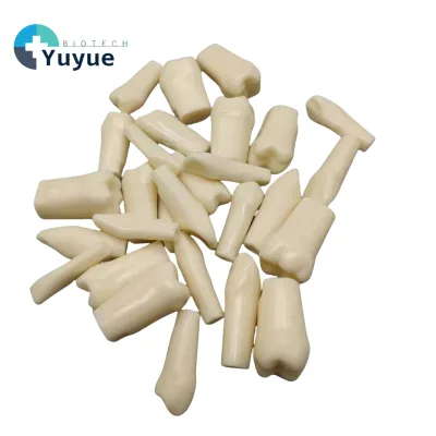 28-Piece Complete Dental Arch Models Set for Student Practice & Examination Extracted Endodontic Teeth for Medical Science