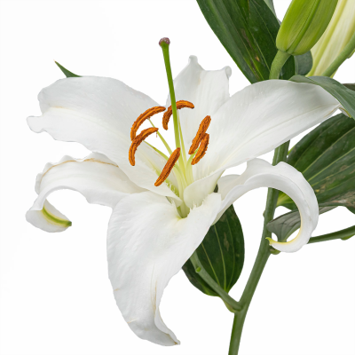 Wonderful Quality Hot Sales Fresh Lilies Pink Lily for Best Decoration