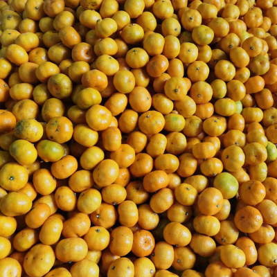 New Crop Mandarin Orange Tangerine Satsuma Orange