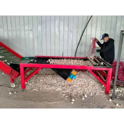 China Factory Supply Large-Scale 11900mm Garlic Sorting Machine with Gear & Motor for Processing Plant Automation