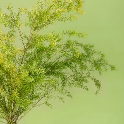 Real Touch Plastic Artificial Ferns Simulation Plants Greenery for Home Decor Wedding Centerpieces Green Artificial Leaf Artwork