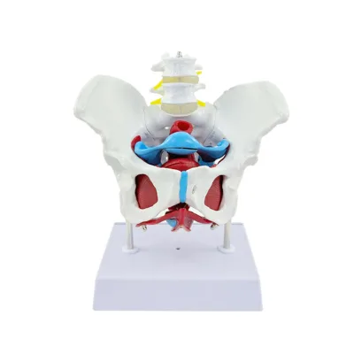 Removable Organs Life-Size Female Pelvis Model with Floor Muscles Perineal Human Anatomical Model for Medical Science