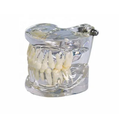 Clear Primary Model Teeth Study and Education Model