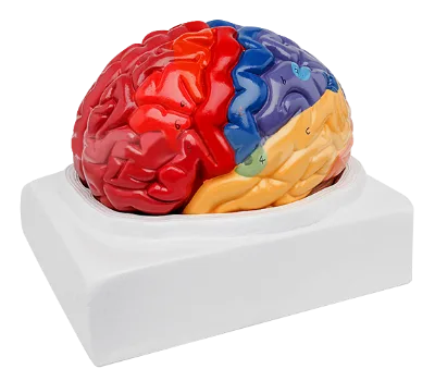 Brain Functional Area Model