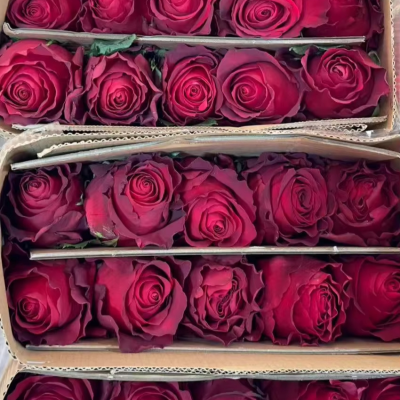 Manufacturer Red Rhodes Rose Fresh Cut Flowers for Daily Use Flowers and Festival Flowers