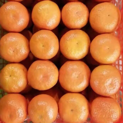 High Quality Fresh Wokam Mandarin Orange Citrus