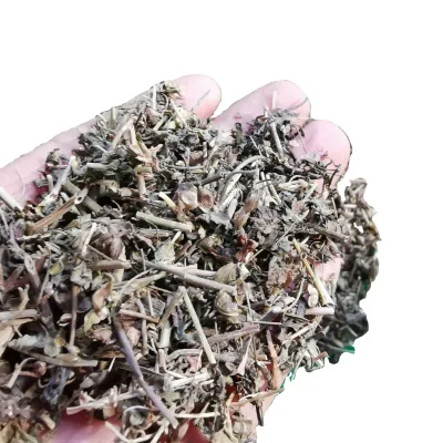 Premium Dried Natural Lithospermum Zollingeri Plants Cuts for Sale