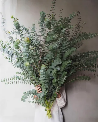 Yunnan Base Wholesales Fresh Cut Flower Eucalyptus Leaves, Fresh Silver Dollar Eucalyptus Leaves,Eucalyptus-spray for Decoration