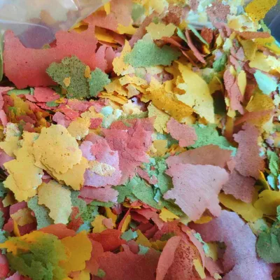 Thin Fish Food for Small Tropical Fish Easy to Absorb PET Treat with Algae Enhancing Color for Goldfish Betties Guppies