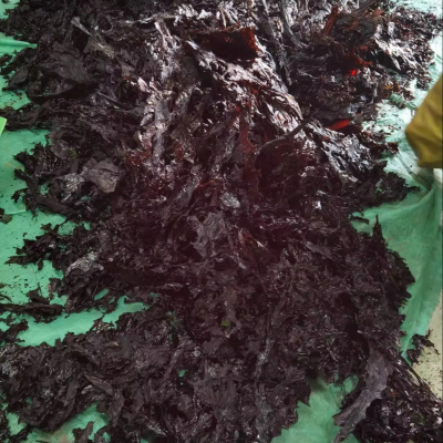 Dulse Rhondymenia Palmata Red Algae, Deep-sea Red Algae