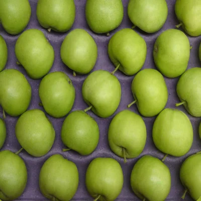 Name of Green apple Fruits