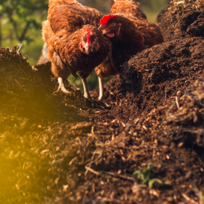 Bio Organic Fermented Chicken Manure Fertilizer with Beneficial Bacteria Organic Matter ≥30% for All Crops Soil Amendment