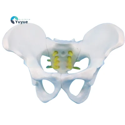 Small Female Pelvis Model PVC Gynecological Examination Specimen for Medical School Demonstration
