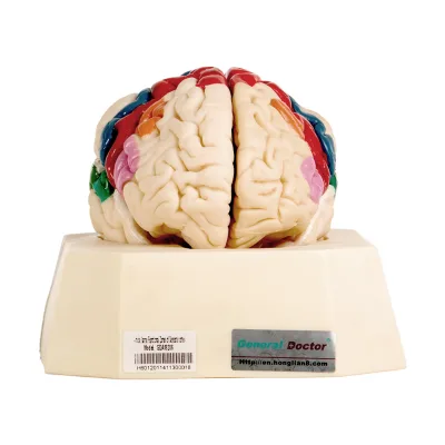 Functional Zones of Cerebral Cortex