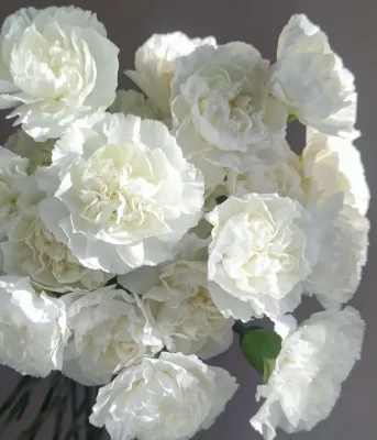 Kunming Yunnan Direct Farm Snow Shadow Fresh Cut Carnation Snow White Wholesale Multiple Colors Air Shipping Available