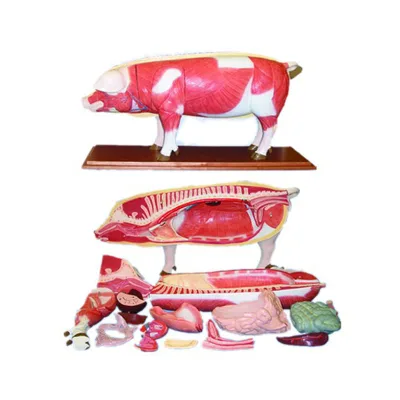 18 Parts Medical Teaching Pig Anatomy Models
