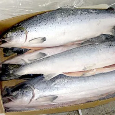 Frozen Salmon