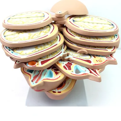 High Quality Human Head Brain Horizontal Cut Model Head Brain Horizontal Section Model