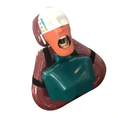 Hot Popular Dental Simple Manikin Kit Dental Training Simulator Head Model